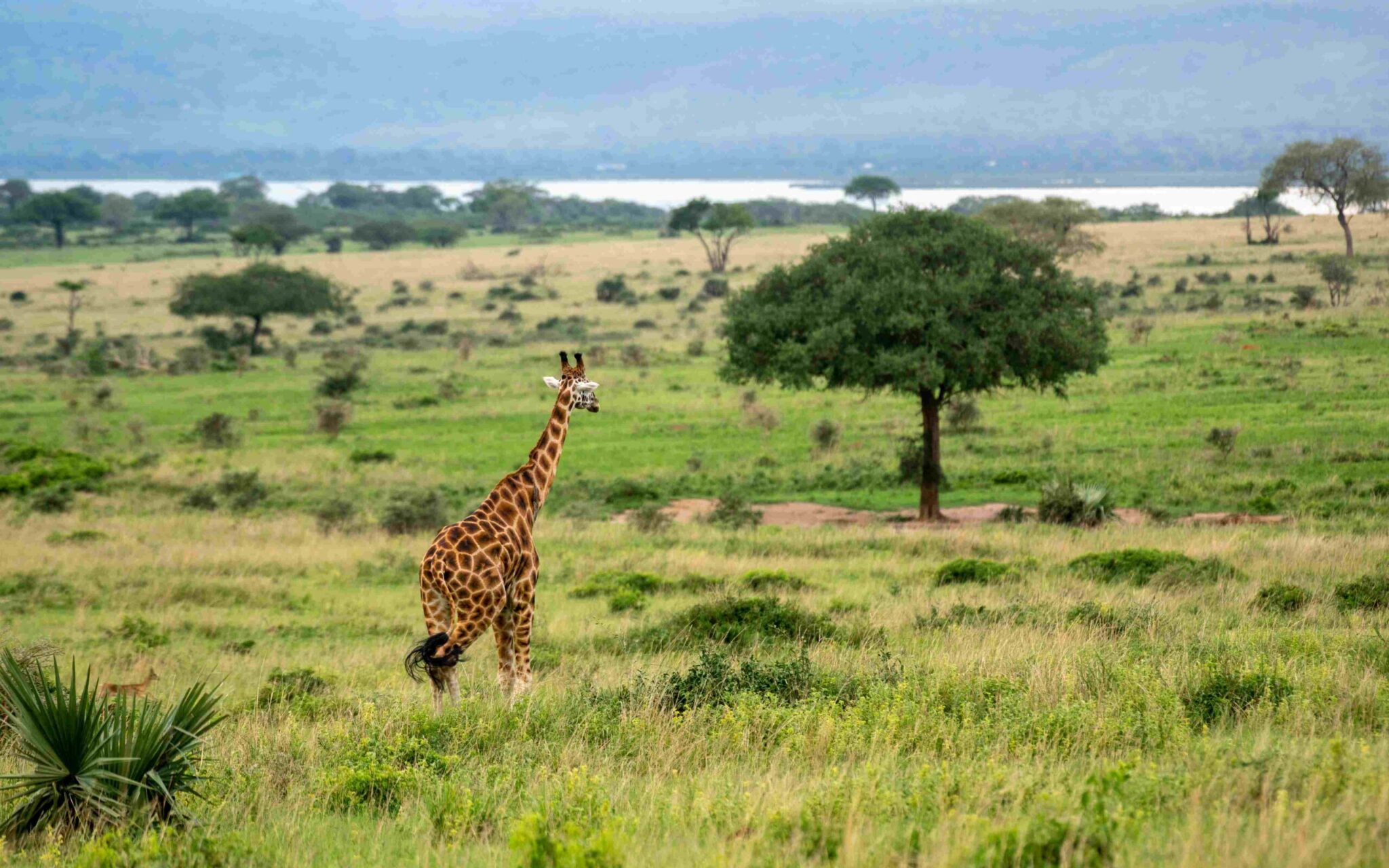 5 itinerary ideas for 5 Days Uganda safari tour 